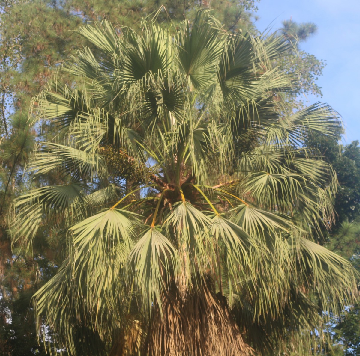 Livistona chinensis (Jacq.) R.Br. ex Mart.